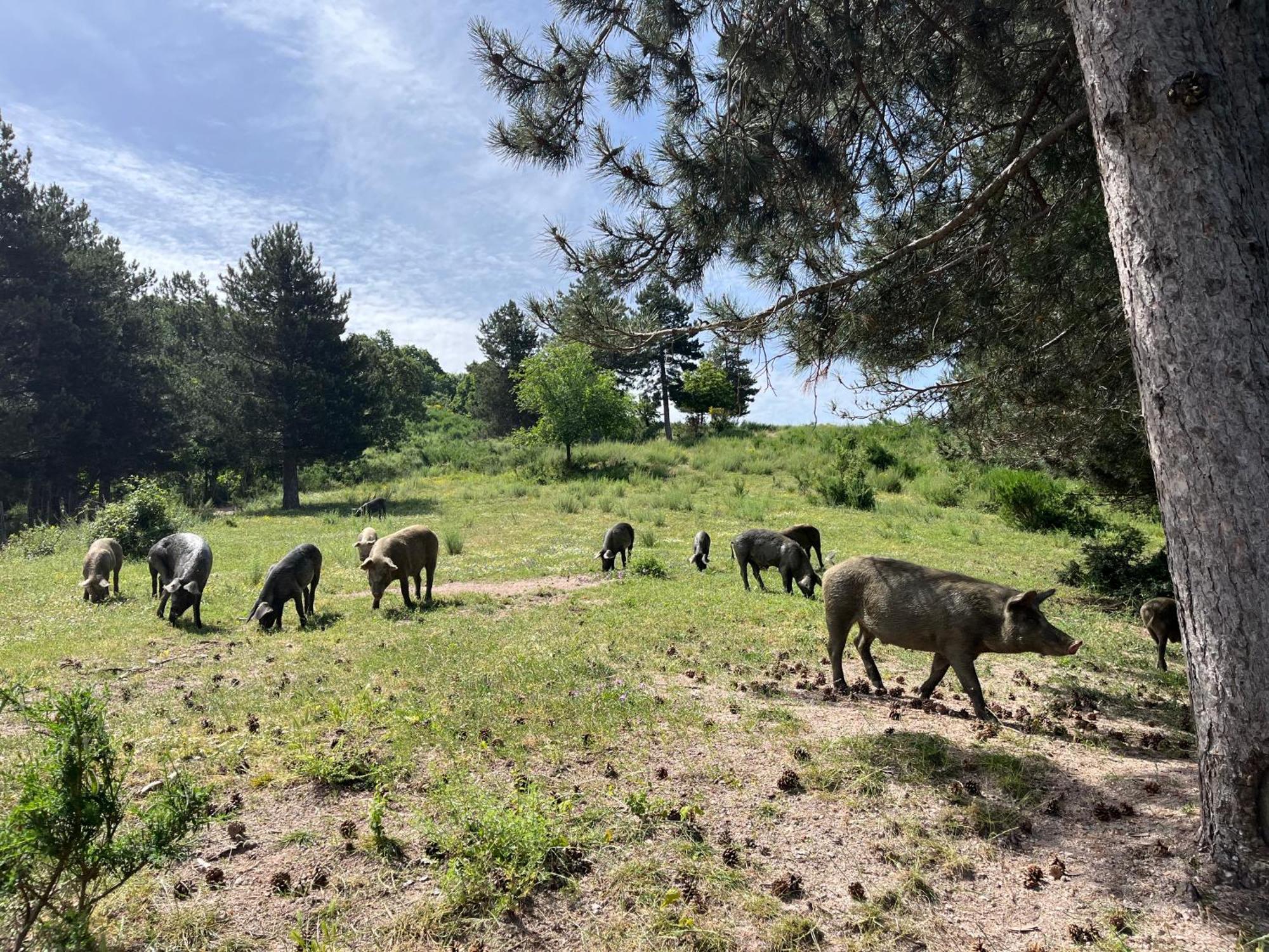 La Locanda Del Poeta Acri Luaran gambar